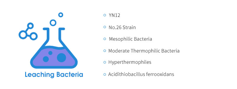 Bacterias lixiviantes del beneficio del cobre.