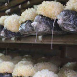 edible fungus cultivated with wood chips