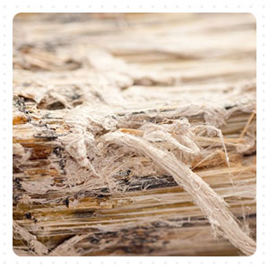 Brown asbestos