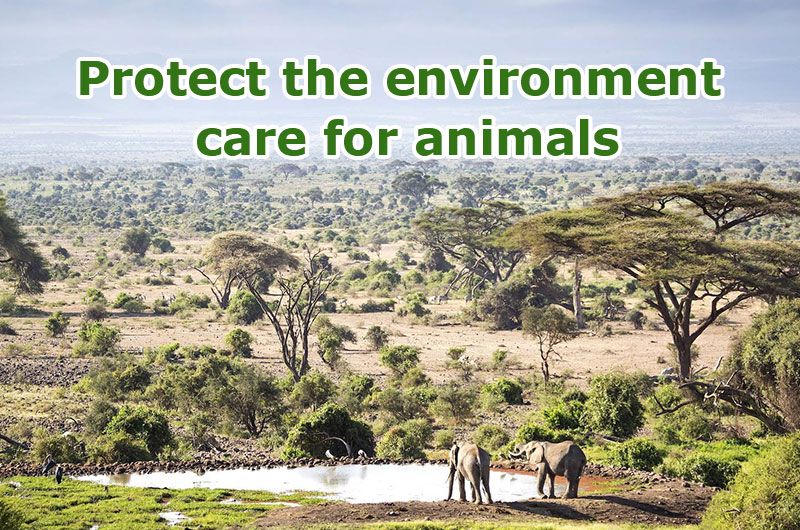 In Kenya, we must protect the environment and care for animals.