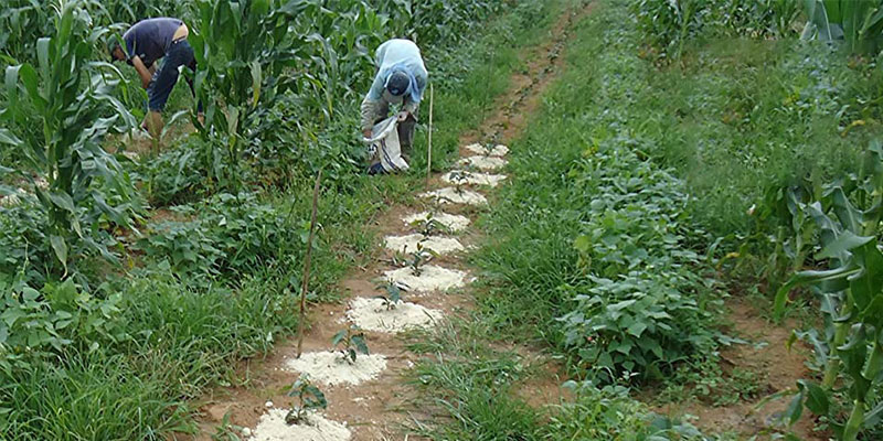 Usos del yeso en polvo en la agricultura.