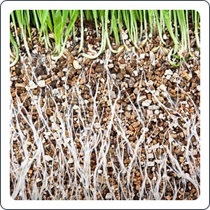 Vermiculita expandida en jardinería.