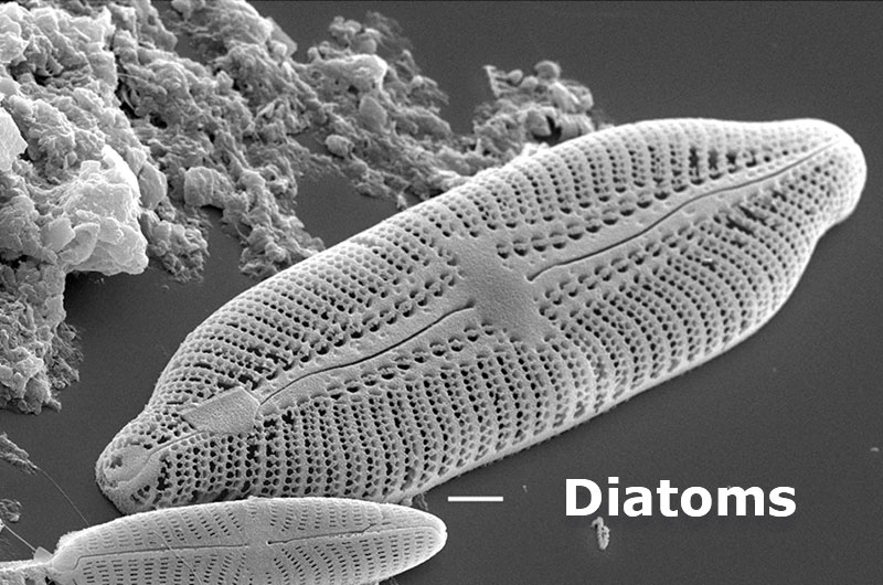 La diatomita es una roca sedimentaria compuesta por restos esqueléticos silíceos de diatomeas.